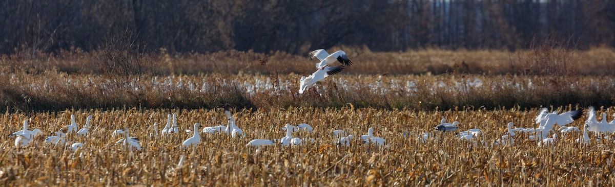Snow Goose - ML509068621