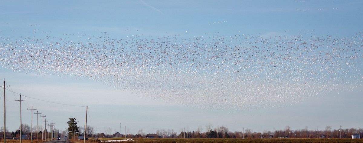 Snow Goose - ML509068631