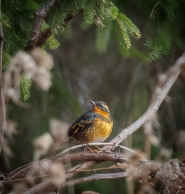 Varied Thrush - ML509068711