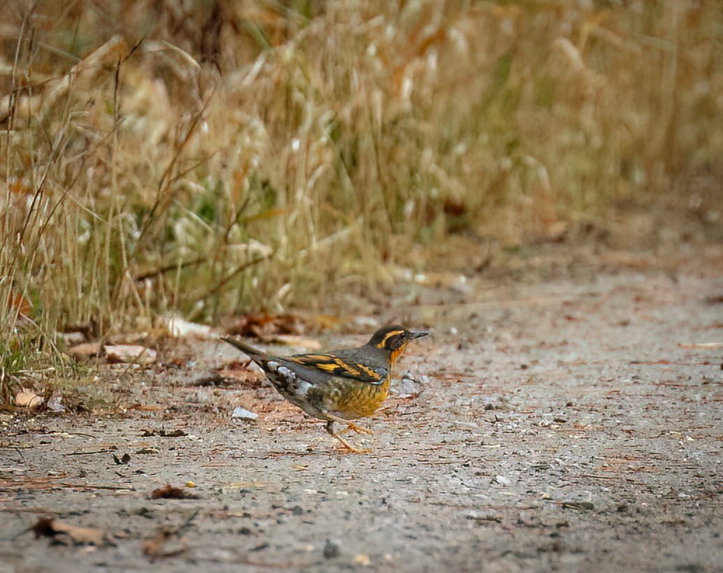 Varied Thrush - ML509068721