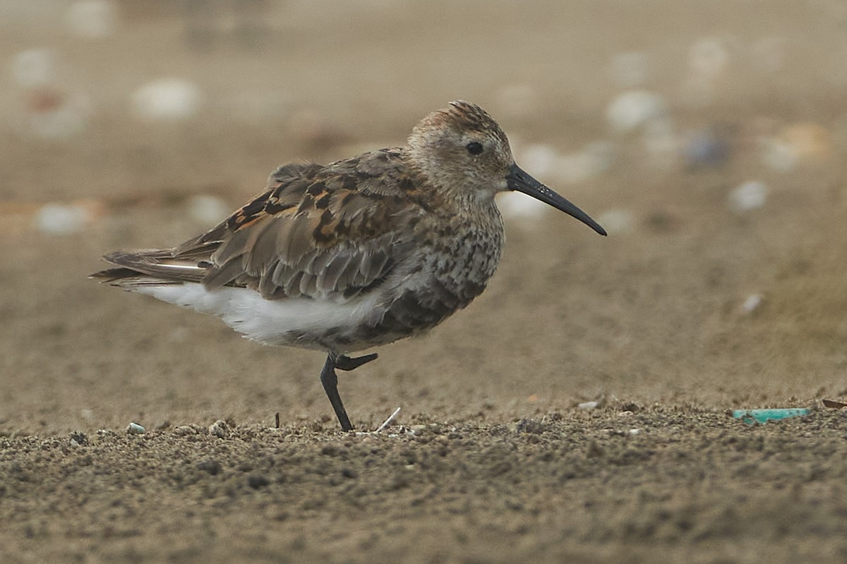 Dunlin - ML509068751