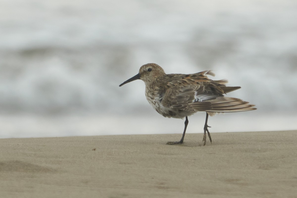 Dunlin - ML509068761