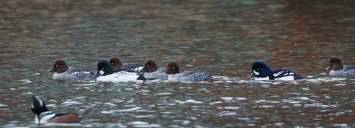 Barrow's Goldeneye - ML509068961