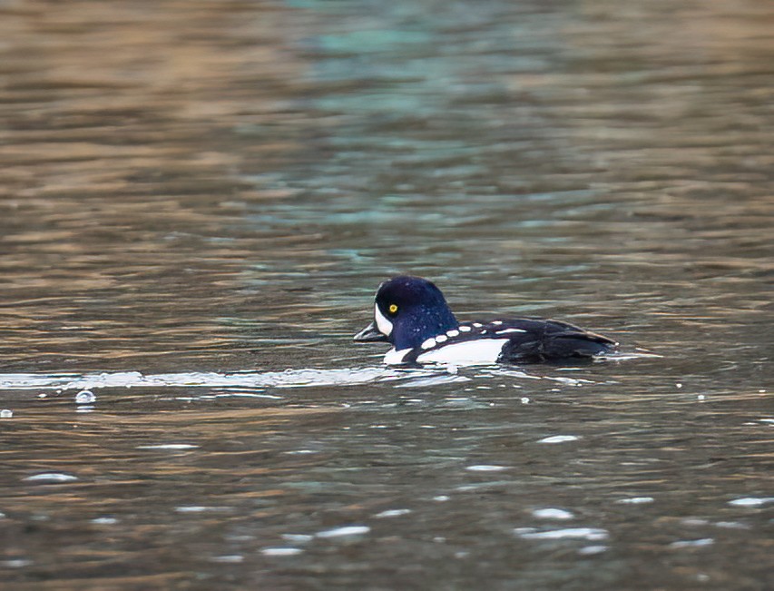 Barrow's Goldeneye - ML509068981