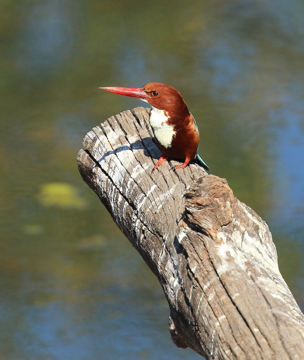 White-throated Kingfisher - ML50906941