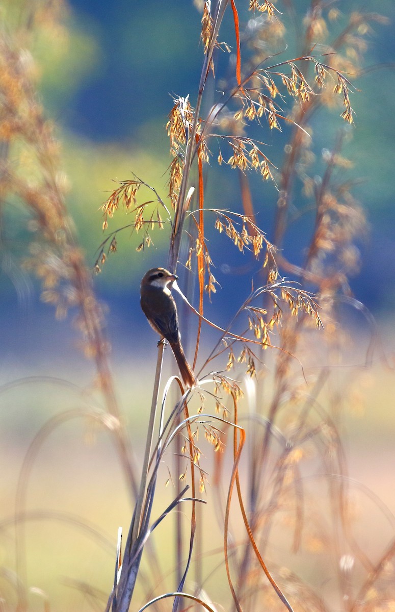 Brown Shrike - ML50907011