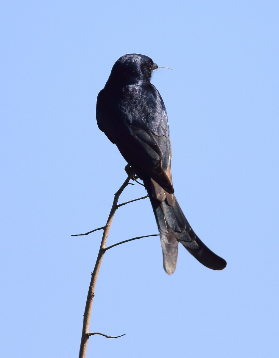 Black Drongo - ML50907051