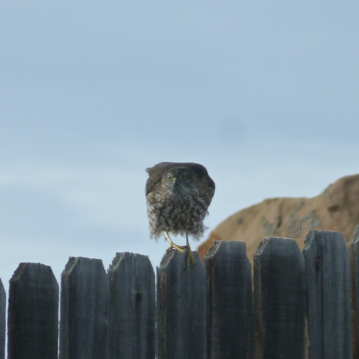 Sharp-shinned Hawk - ML509070801