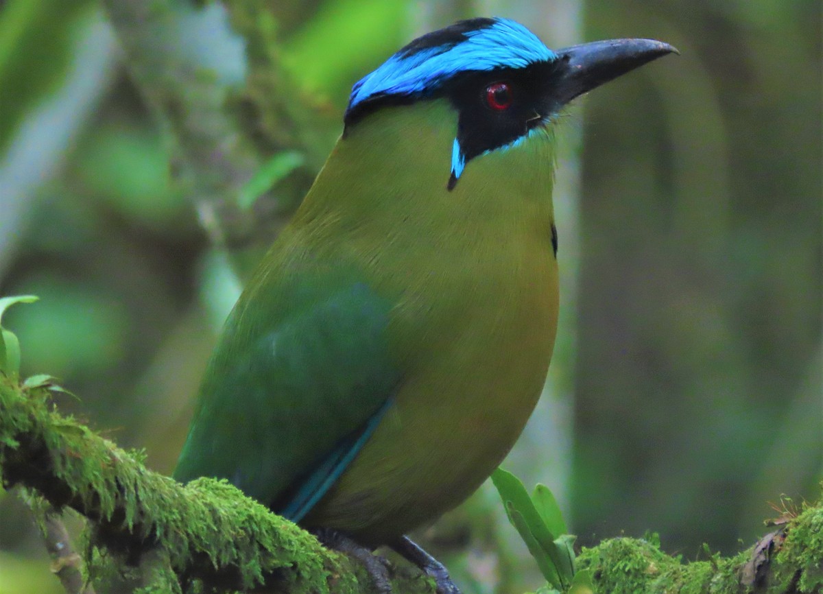 Andean Motmot - ML509070941