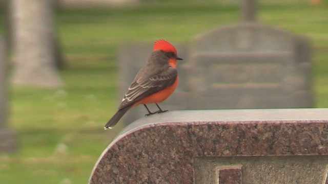 Vermilion Flycatcher - ML509071571