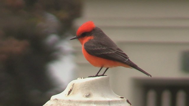 Vermilion Flycatcher - ML509071631