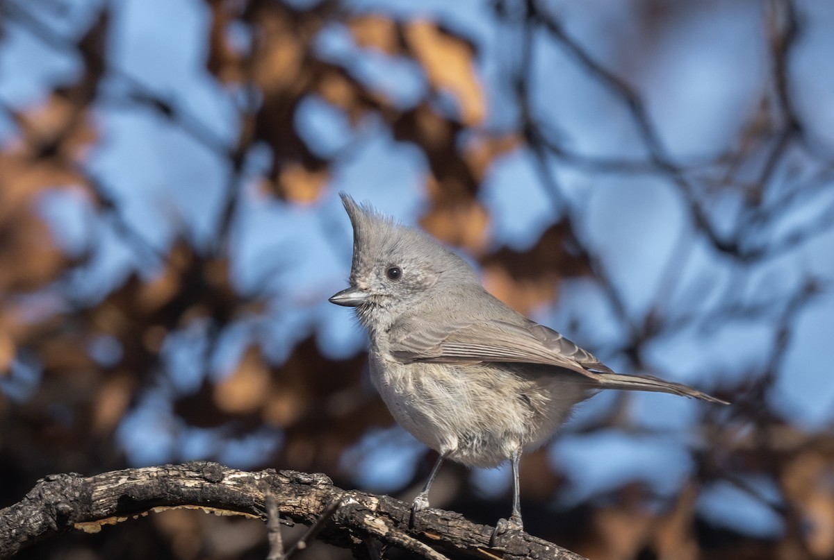 Juniper Titmouse - ML509072971