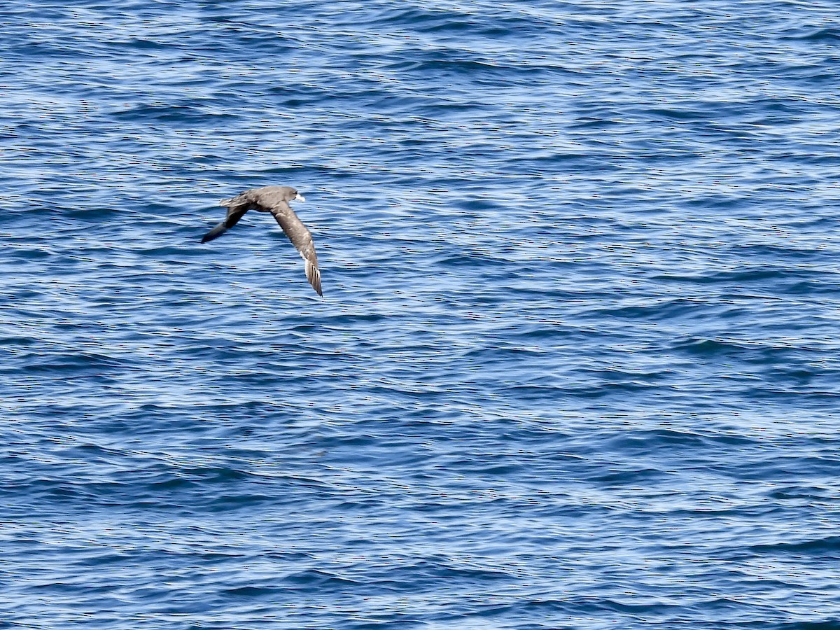 White-chinned Petrel - ML509073301