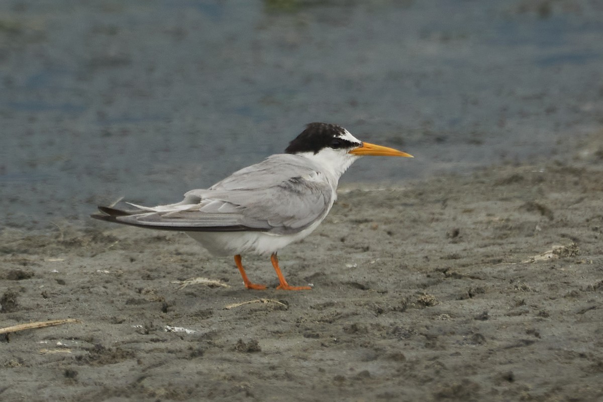 Little Tern - ML509074291