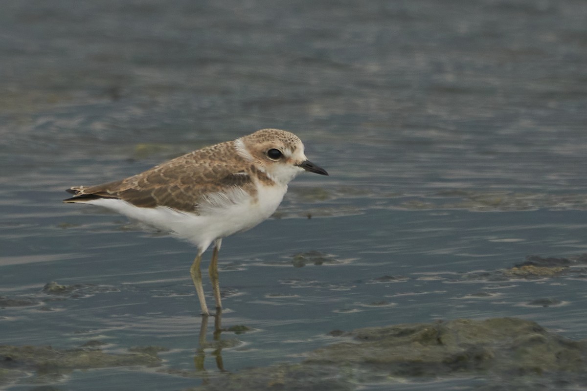 Kentish Plover - ML509074381