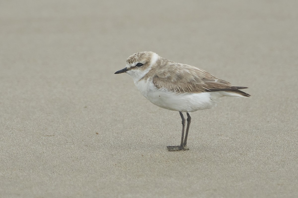 Kentish Plover - ML509074391