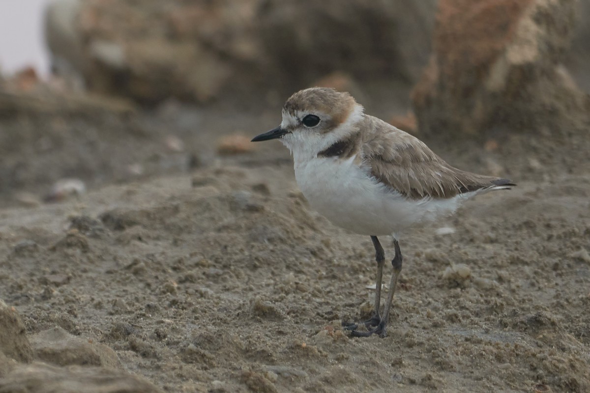 Kentish Plover - ML509074411