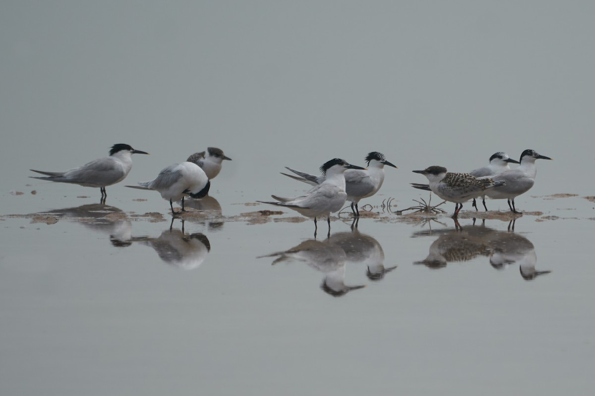 Sandwich Tern - ML509074471