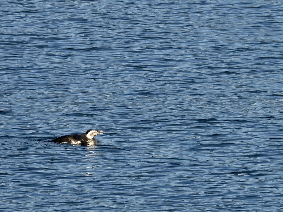 Magellanic Penguin - ML509074531