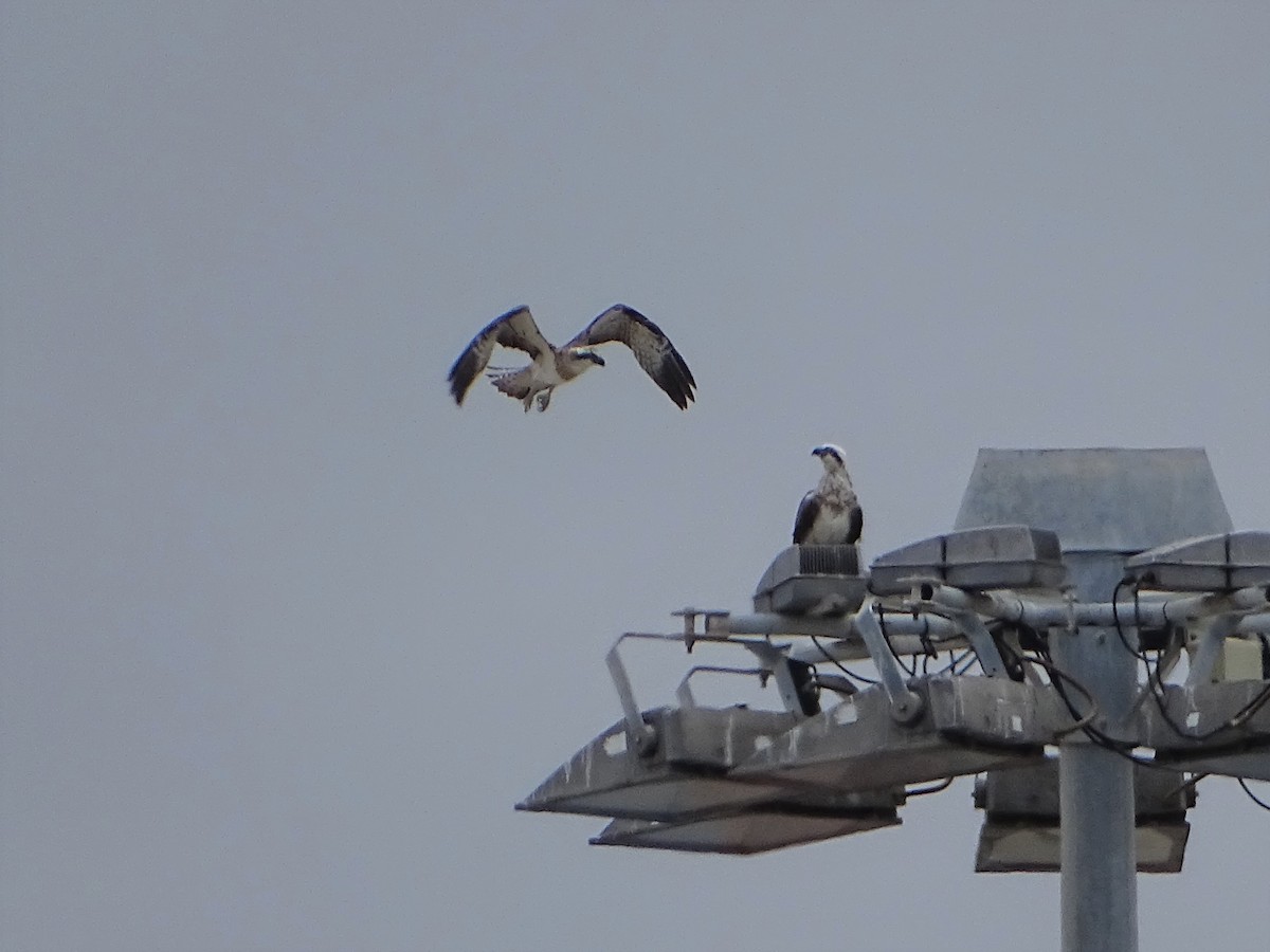 Osprey - Richard Murray