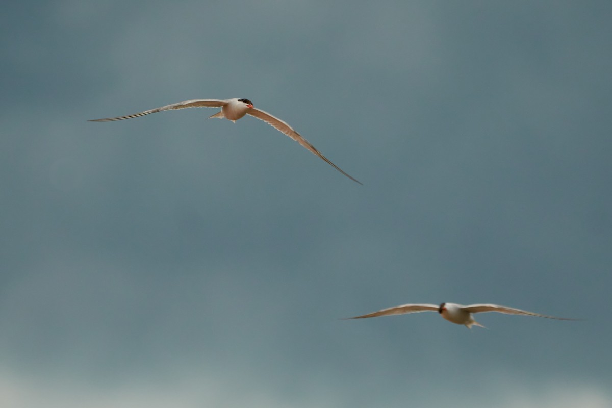 Common Tern - ML509074931