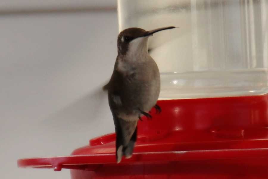 hummingbird sp. - Shelby Robert