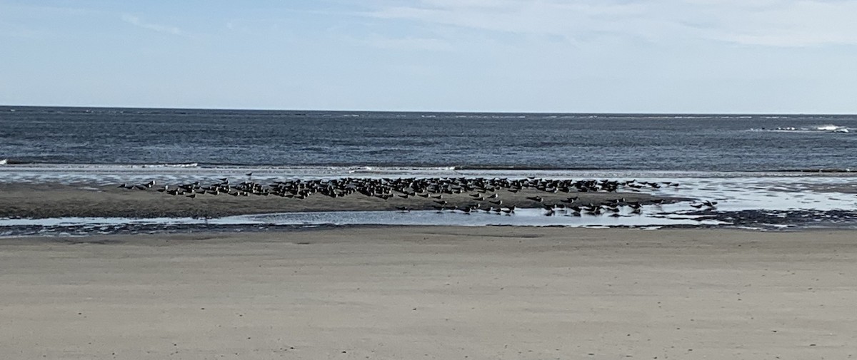 Black Skimmer - ML509077161