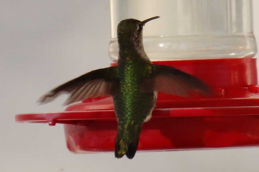 hummingbird sp. - ML509077201