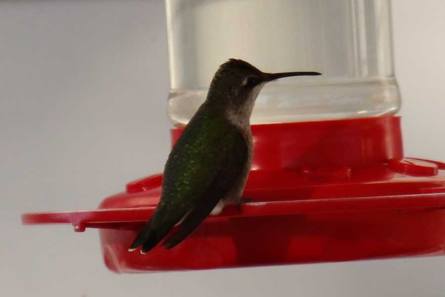 hummingbird sp. - ML509077231