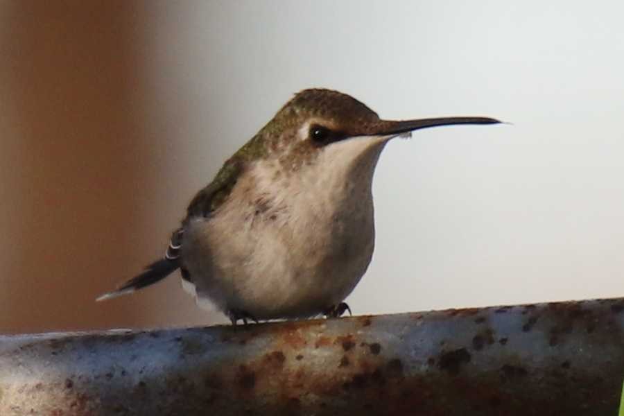 hummingbird sp. - ML509077311