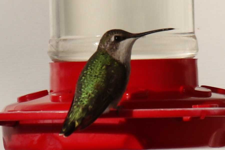 hummingbird sp. - ML509077331