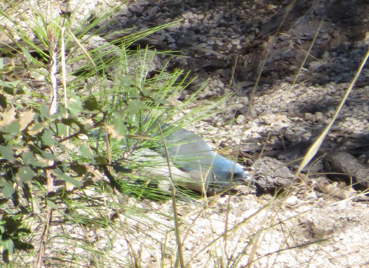 Mexican Jay (Arizona) - ML50907811