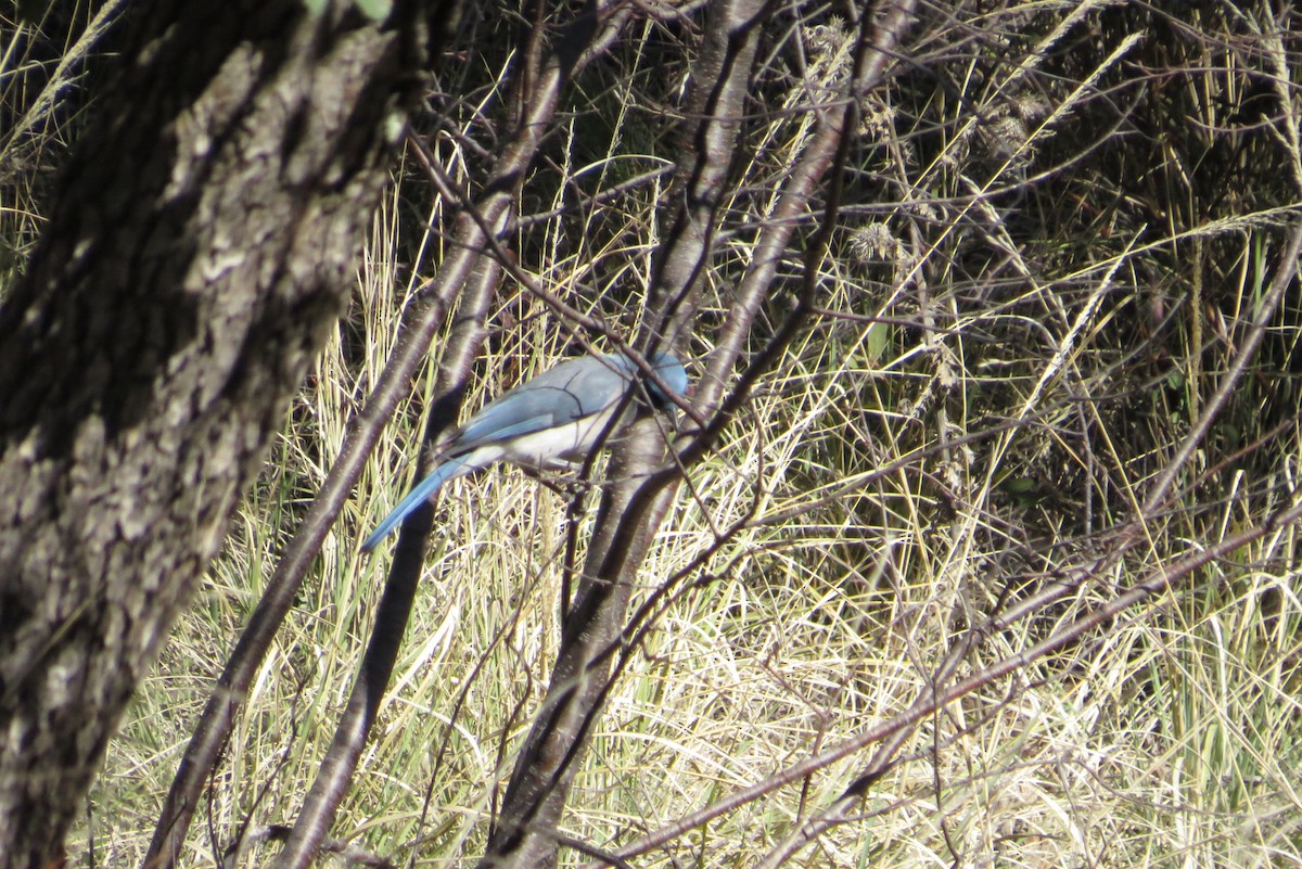 Mexican Jay (Arizona) - ML50907841