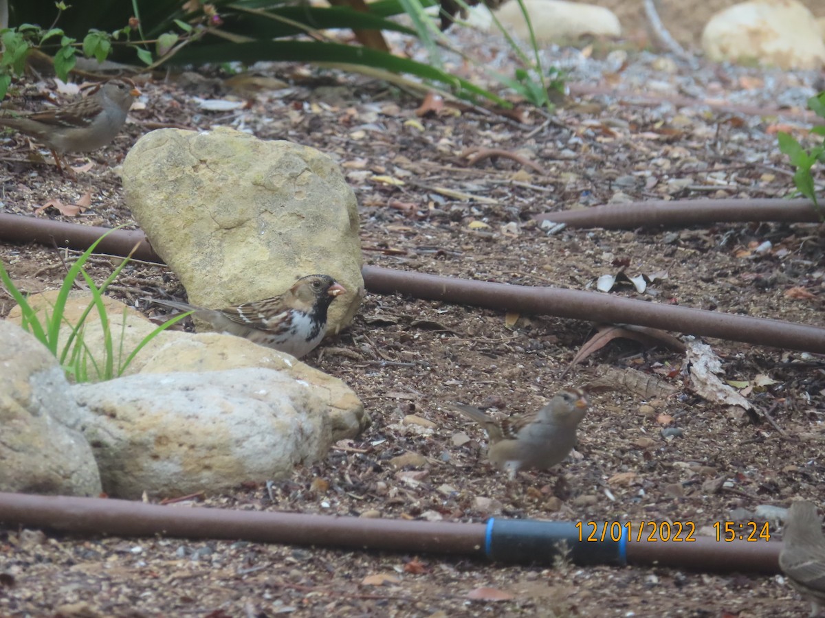 Harris's Sparrow - ML509078481