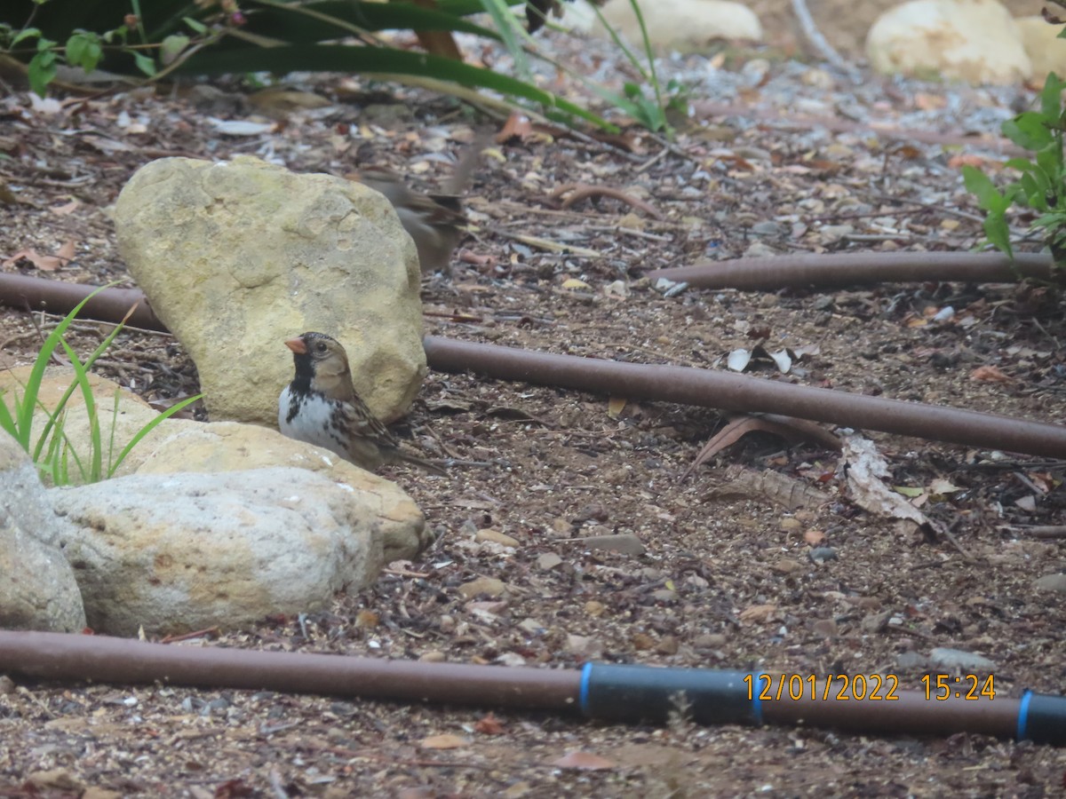 Harris's Sparrow - ML509078501