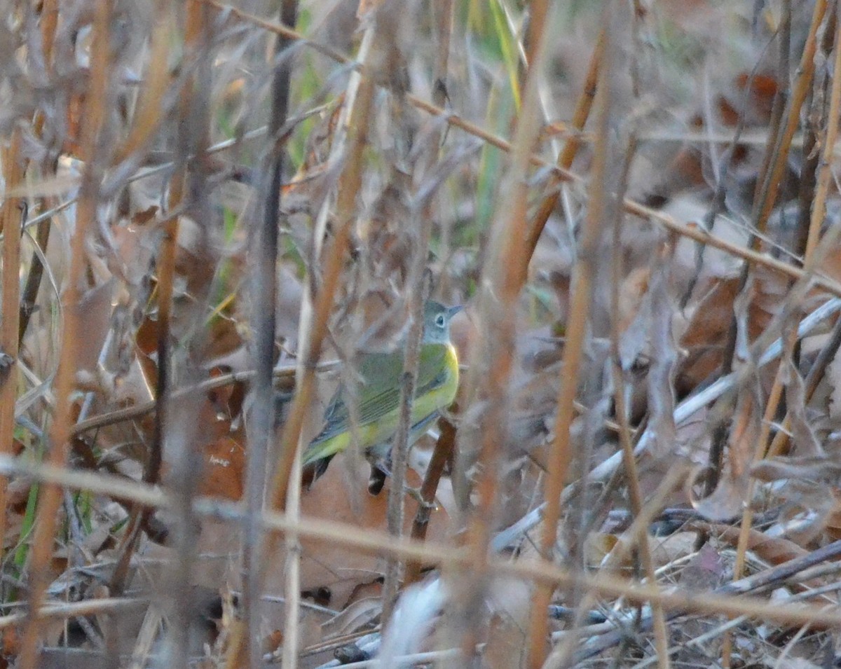 Nashville Warbler - ML509079241