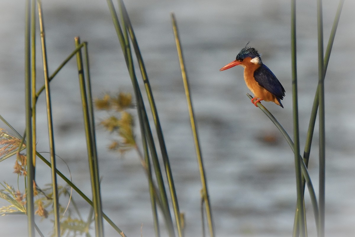 Malachite Kingfisher - ML509080401