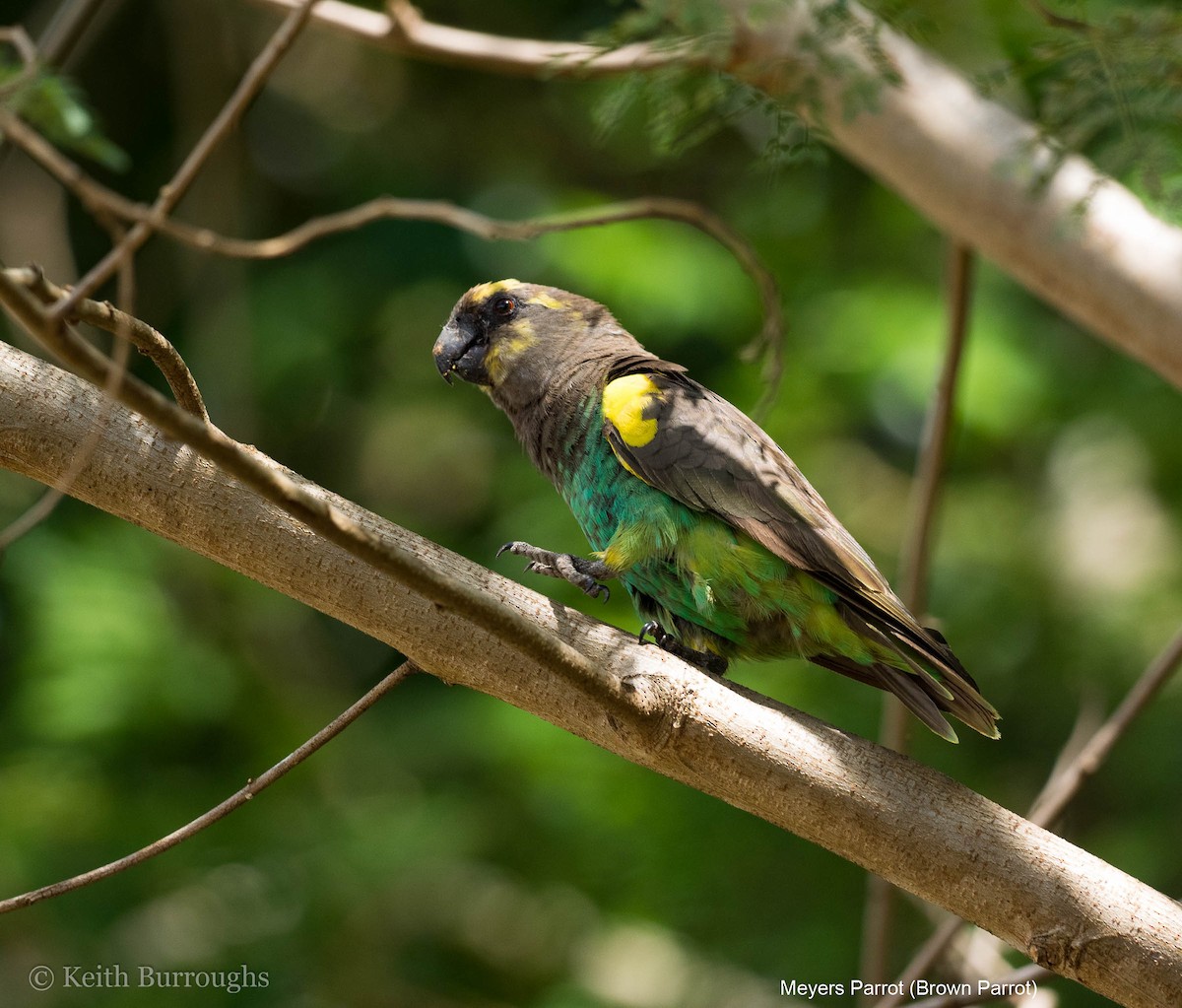 Meyer's Parrot - ML50908191