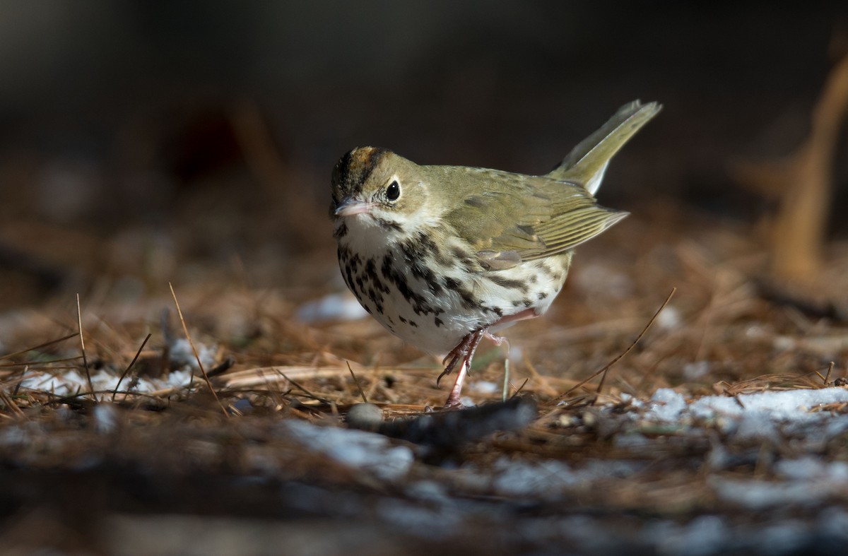 Ovenbird - ML50908261