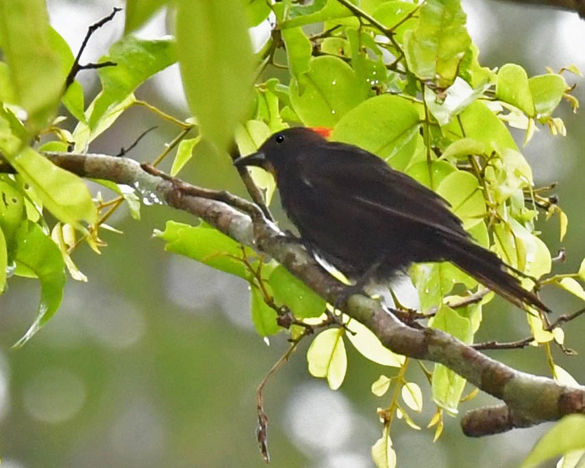 Flame-crested Tanager - ML509082951