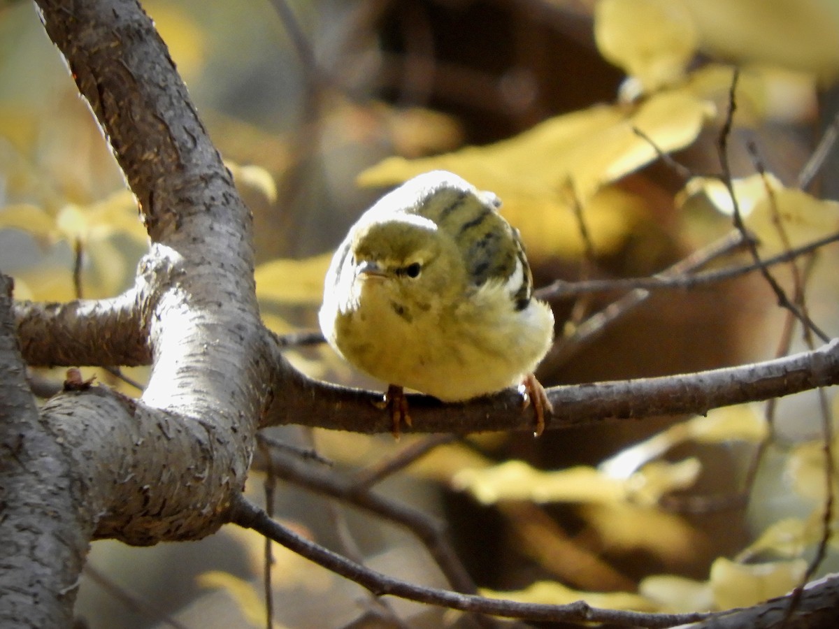 Blackpoll Warbler - ML509083741