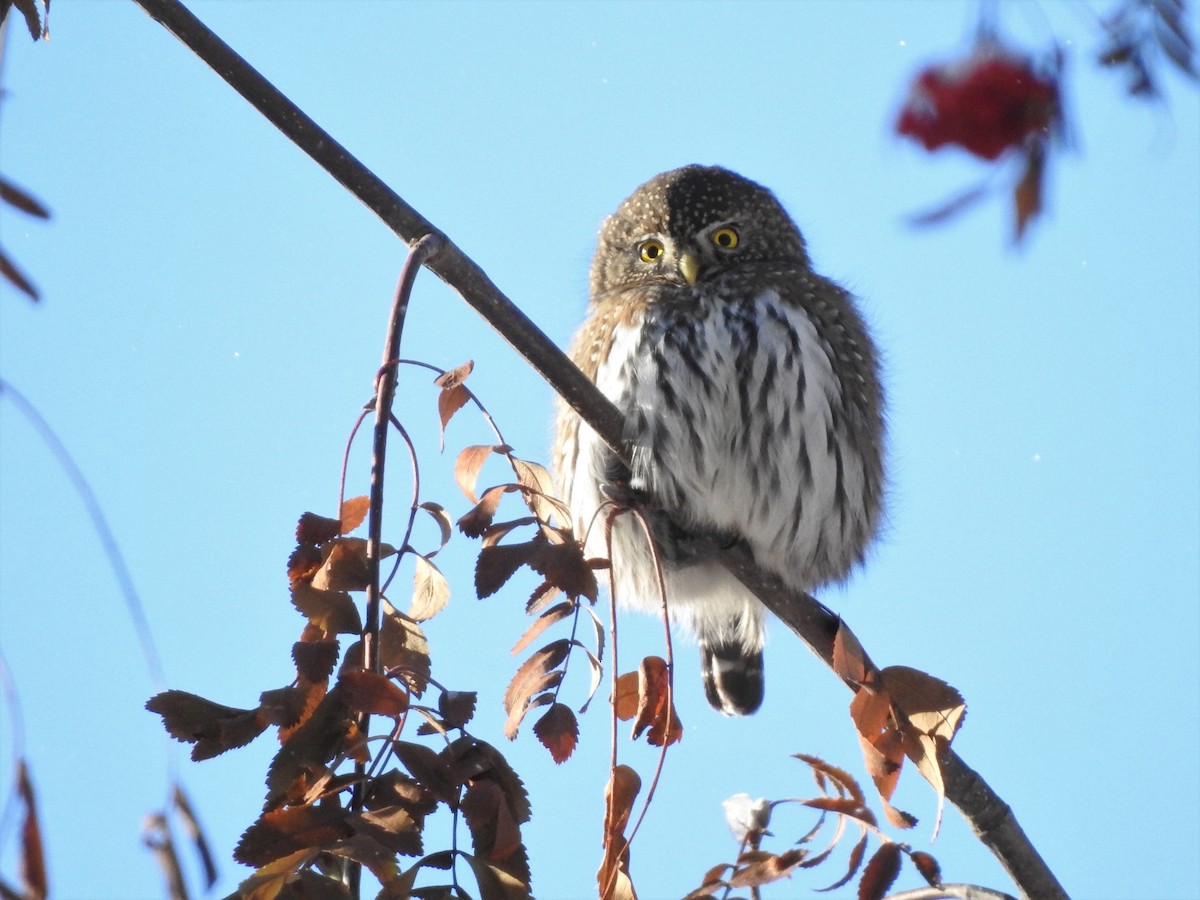 Northern Pygmy-Owl - ML509084001