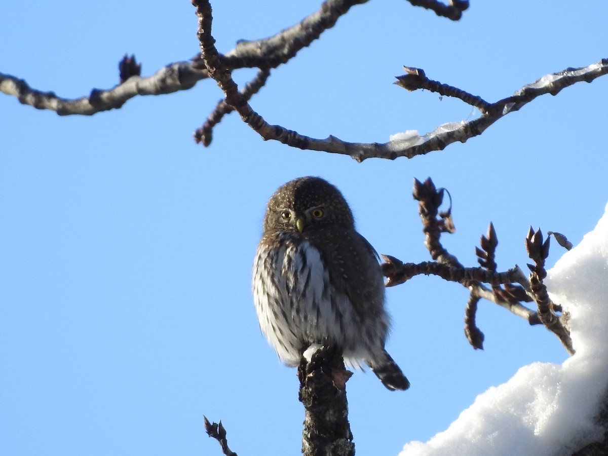 Northern Pygmy-Owl - ML509084011