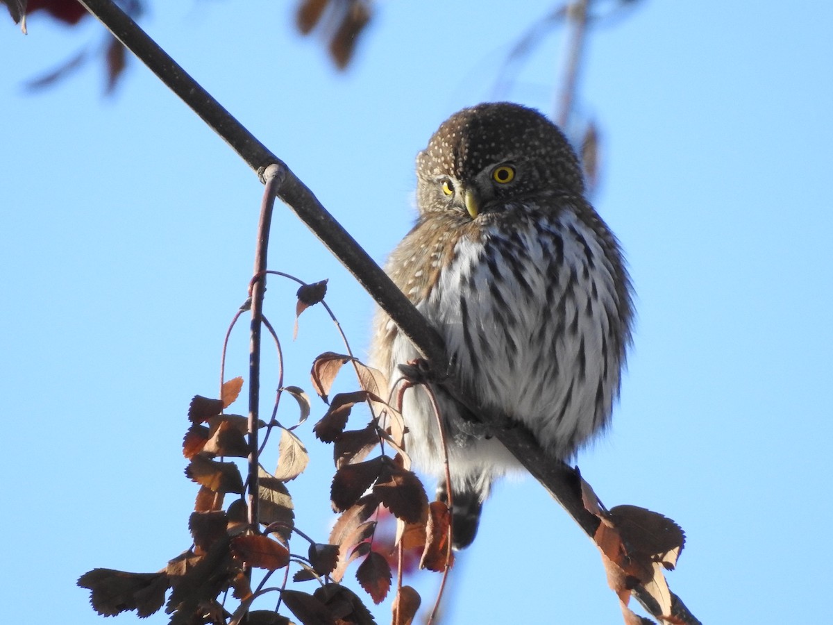 Northern Pygmy-Owl - ML509084021