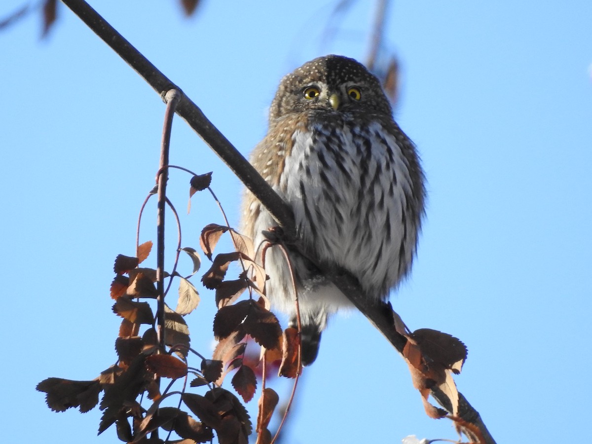 Northern Pygmy-Owl - ML509084031