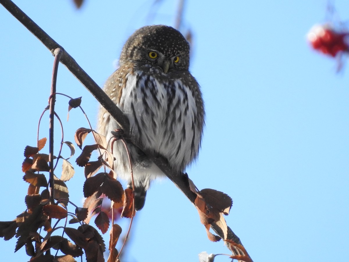 Northern Pygmy-Owl - ML509084041