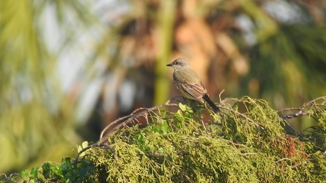 Western Kingbird - ML509084191