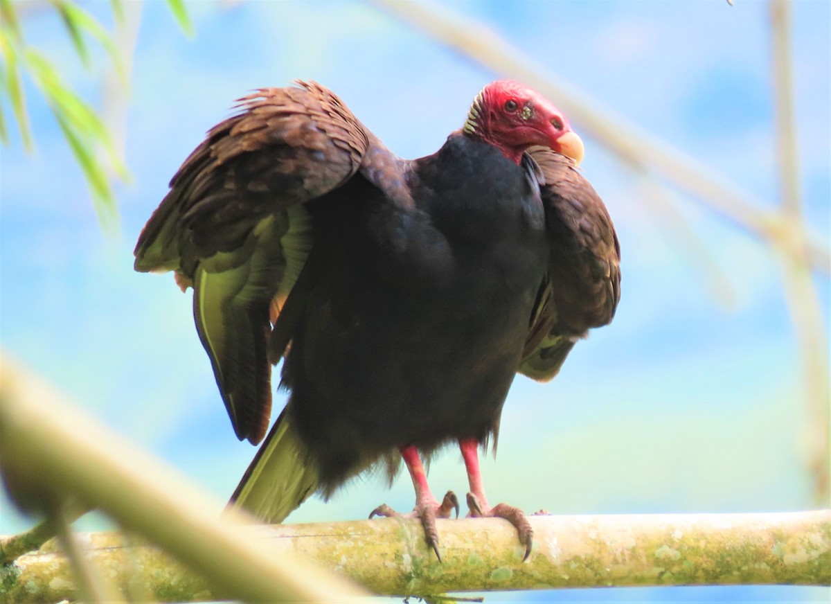 Urubu à tête rouge - ML509085261