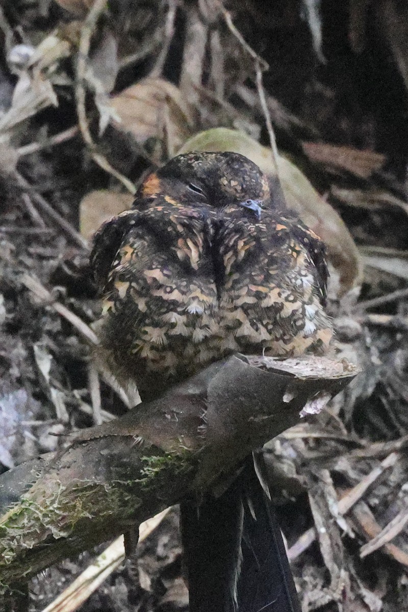 Lyre-tailed Nightjar - Keith Barrington