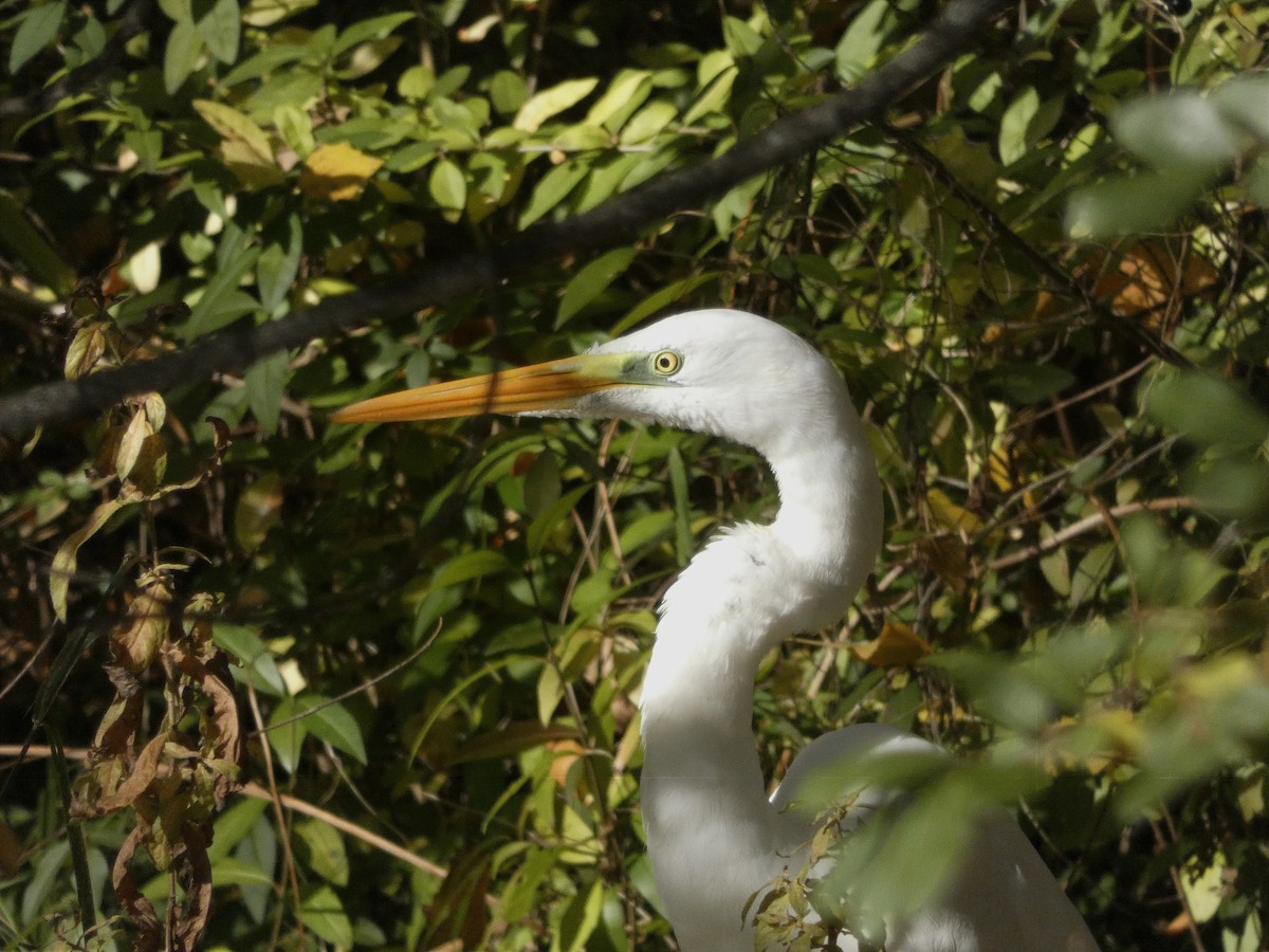 Great Egret - ML509087221